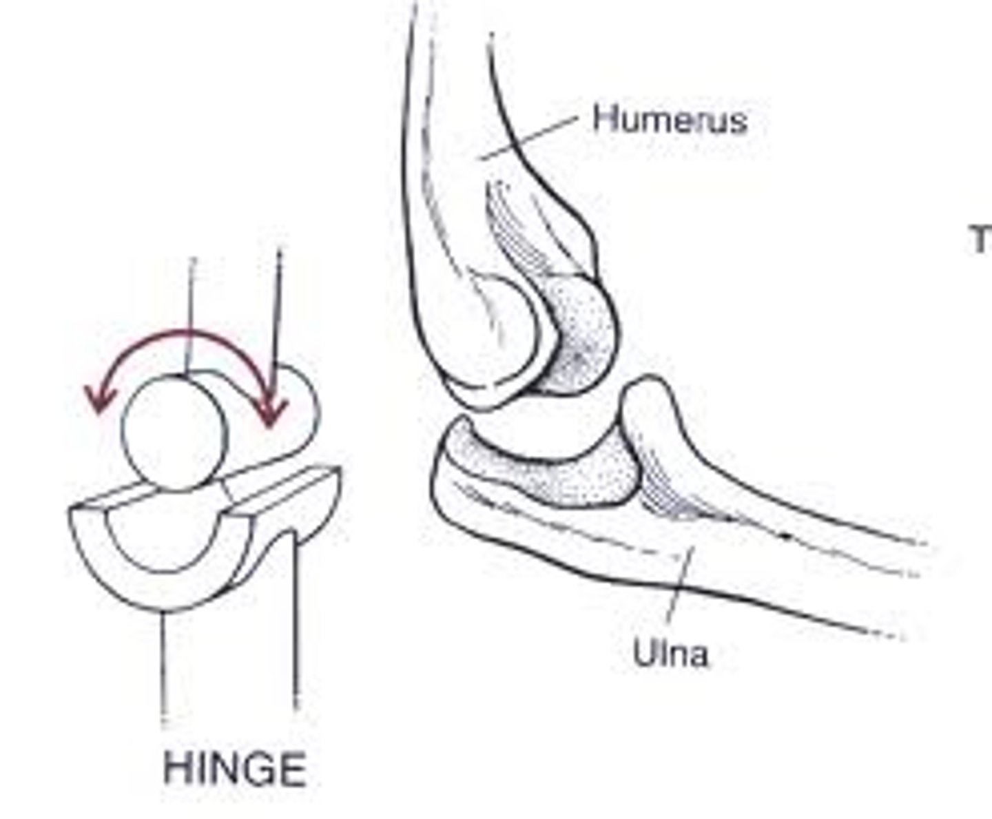 <p>Joints that can bend and straighten but cannot rotate; they restrict motion to one plane.</p>