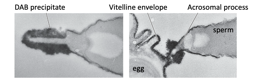 <ul><li><p>Inside the acrosome of intact sperm</p></li><li><p>On the outer surface of the acrosomal process following the acrosome reaction </p></li><li><p>Spreads onto the egg during binding </p></li></ul><p></p>