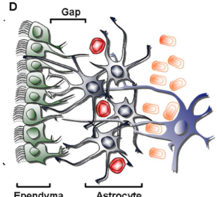 <ul><li><p>line ventricles of brain &amp; spinal cord</p></li></ul><ul><li><p>Regulate ion and glucose movement</p></li><li><p>Help distribute hormones and signal molecules associated with the CNS</p></li><li><p>shape of cuboidal w cillia &amp; microvilli used to circulate &amp; make cerebrospinal fluid (CSF)</p></li></ul><p></p>