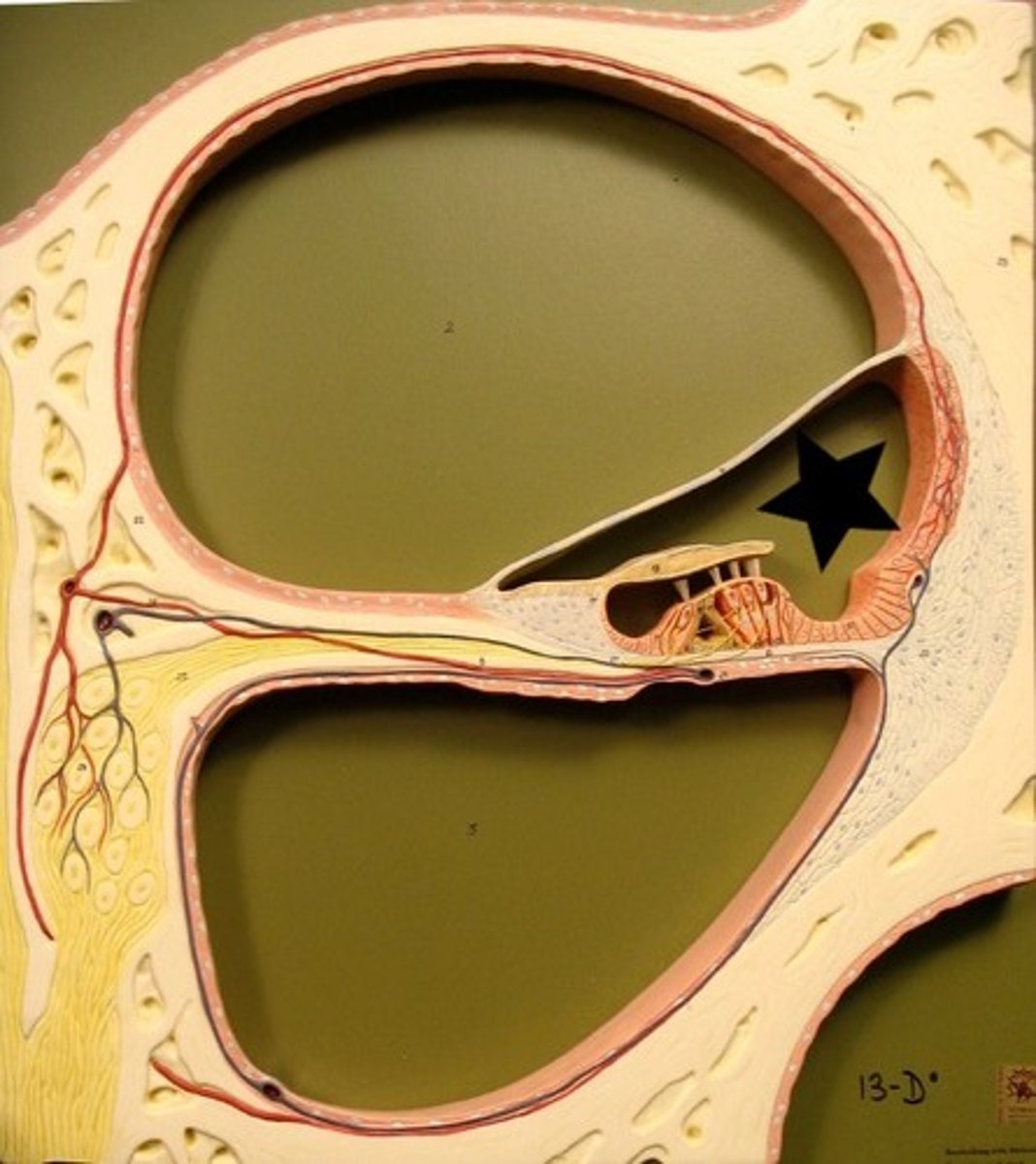 <p>The scala media connects to the scala tympani at the helicotrema located at the apex of the cochlea.</p>