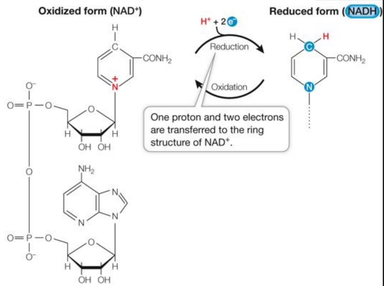 <ul><li><p>O2 accepts electrons from NADH:</p><ul><li><p>NADH + H<sup>+</sup> + ½ O<sub>2</sub> → NAD<sup>+</sup> + H2O</p></li><li><p>The reaction is exergonic: ΔG = –52.4 kcal/mol</p></li><li><p>O2 is the oxidizing agent, reduced to water</p></li><li><p>Spontaneously occurring energy producing reaction</p></li></ul></li></ul><p></p>