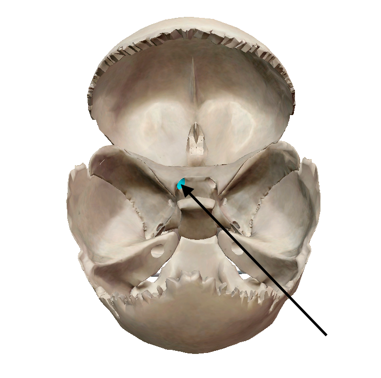 knowt flashcard image