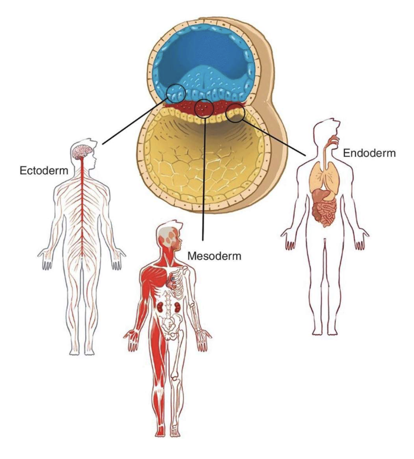 <p>Body cavity: Germ layers</p>