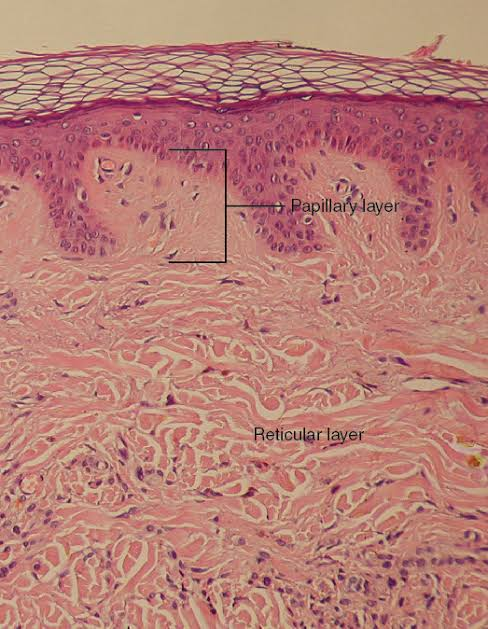 <p>Deep layer of the dermis; dense irregular connective tissue with large blood vessels, lymph vessels, nerve fibers</p>
