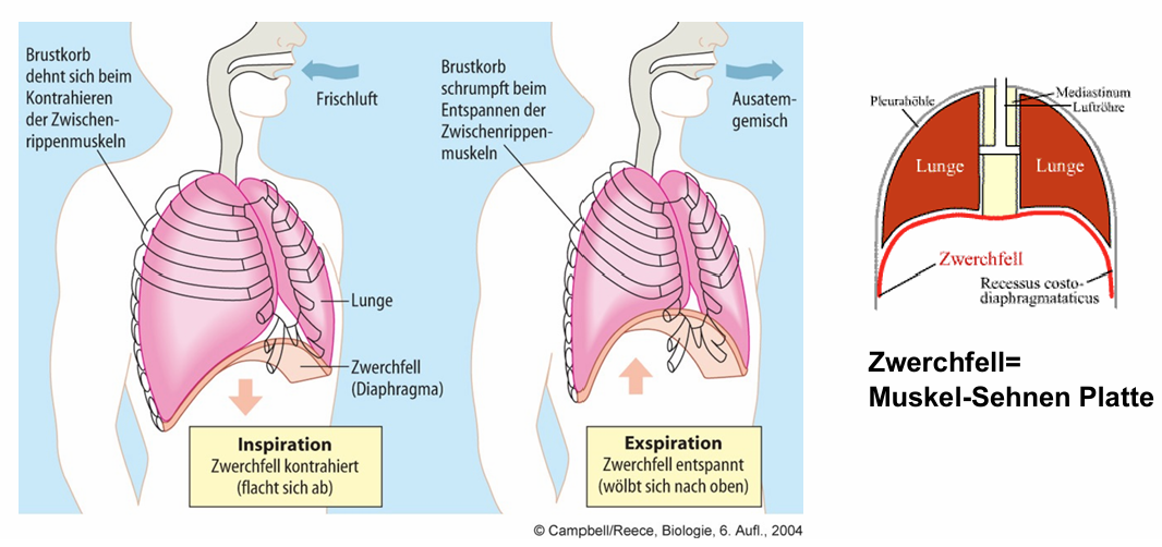 <p></p><p><span>Branchioalveolarlunge + Zwerchfellatmung -> gesteigerter Energieumsatz</span></p><ul><li><p><span>Menge des aufgenommenen O2 hängt von respiratorischer Oberfläche ab</span></p></li><li><p><span>Zunahme der respiratorischen Oberfläche mit steigendem O2 Bedarf</span></p></li><li><p><span>Oberflächenvergrößerung: Bronchien - Bronchiolen - Alveolarkanäle - Alveolen (enden blind)</span></p></li><li><p><span>Mensch hat 140m^2 respiratorische Oberfläche</span></p></li><li><p><span>Unterdruckatmung: Gasdruck der Lunge wird gegenüber atmosphärischem Luftdruck verringert</span></p></li><li><p><span>Saugpumpe: Luft wird hineingesogen, nicht hineingepresst</span></p></li><li><p><span>Mensch: 0,5L Luft pro Atemzug, 14 Atemzüge pro Minute -> 7 Liter pro Minute</span></p></li></ul><p></p>