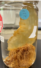 <p>Phylum, class, order</p>
