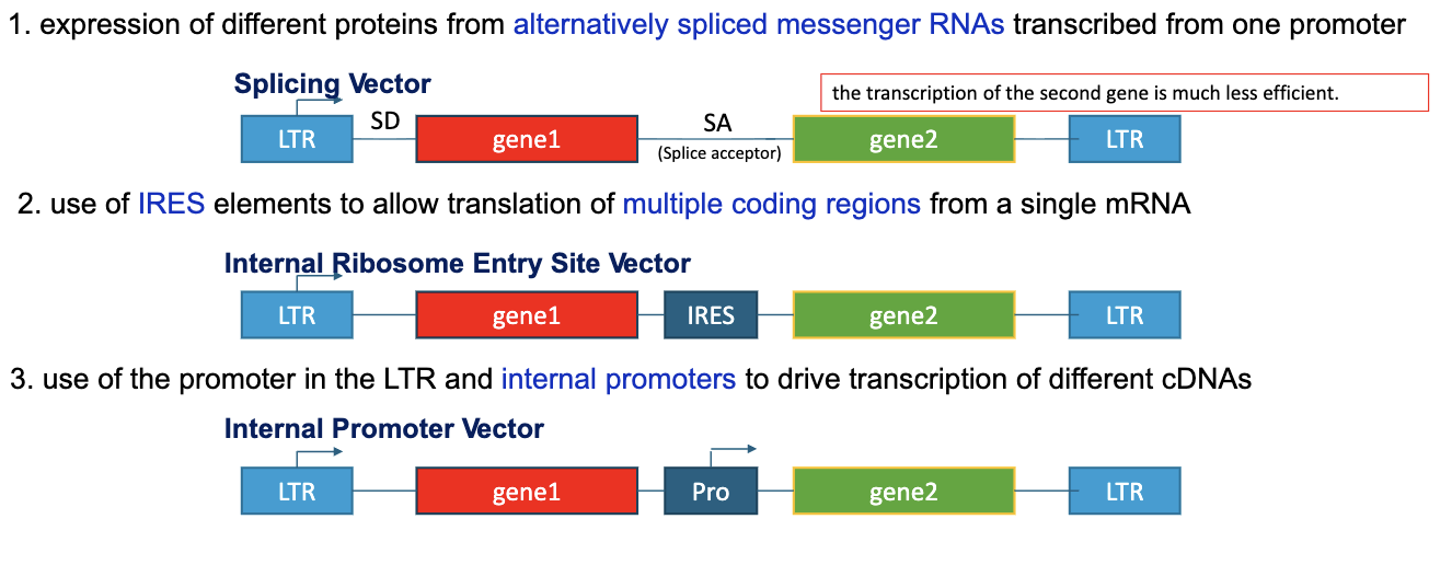 <ol><li><p>expression of different proteins from alternatively spliced messenger RNAs trabscribed from one promoter</p></li><li><p>use of IRES elements to allow translation of multiple coding regions from a single mRNA</p></li><li><p>use of the promoter in the LTR and internal promoters to drive transcription of different cDNAs</p></li></ol><p></p>