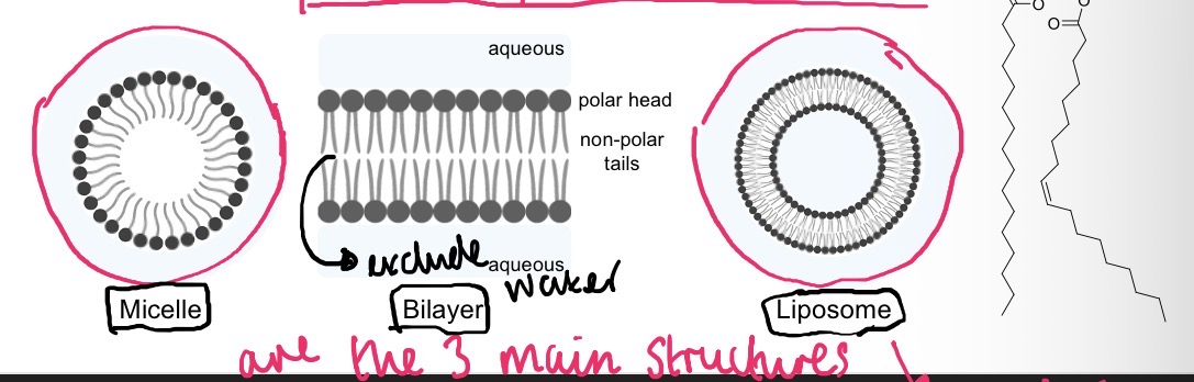 <p>Micelles</p><p>Phospholipid bilayer</p><p>Liposomes</p><p></p><p>They maximise favourable interactions and expel water</p>
