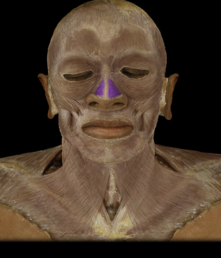 <p>Compresses nose.</p>