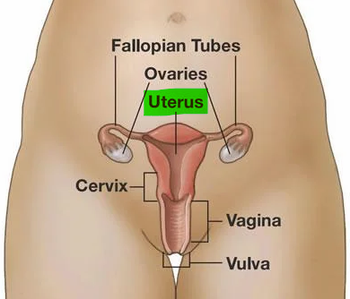 <p>The uterus </p>