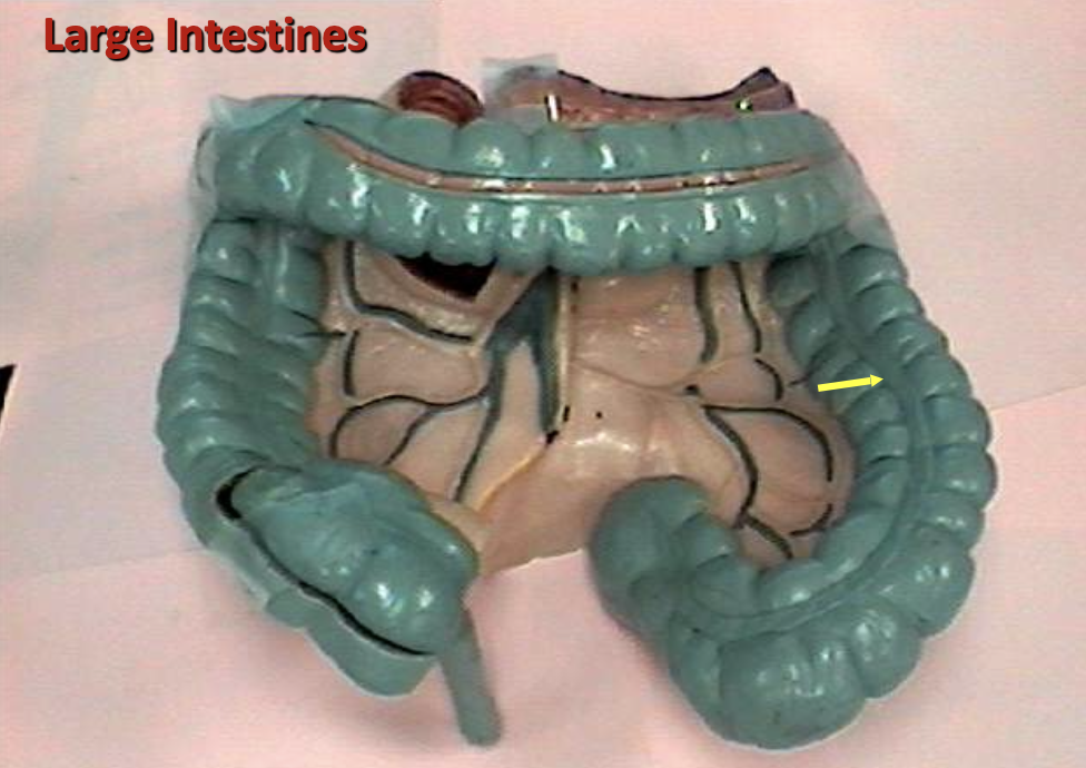 <p>Identify the organ.</p>