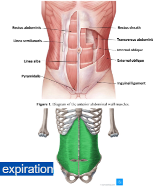 <p>Transverse Abdominis</p>