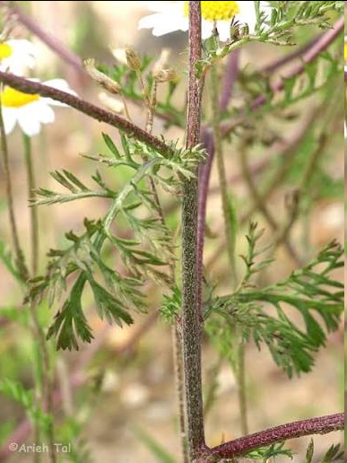 <p><span style="font-family: "Open Sans";">Anthemis cotula - stinking chamomile</span></p>