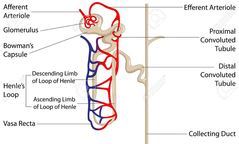 <p>distal convoluted tubule</p>