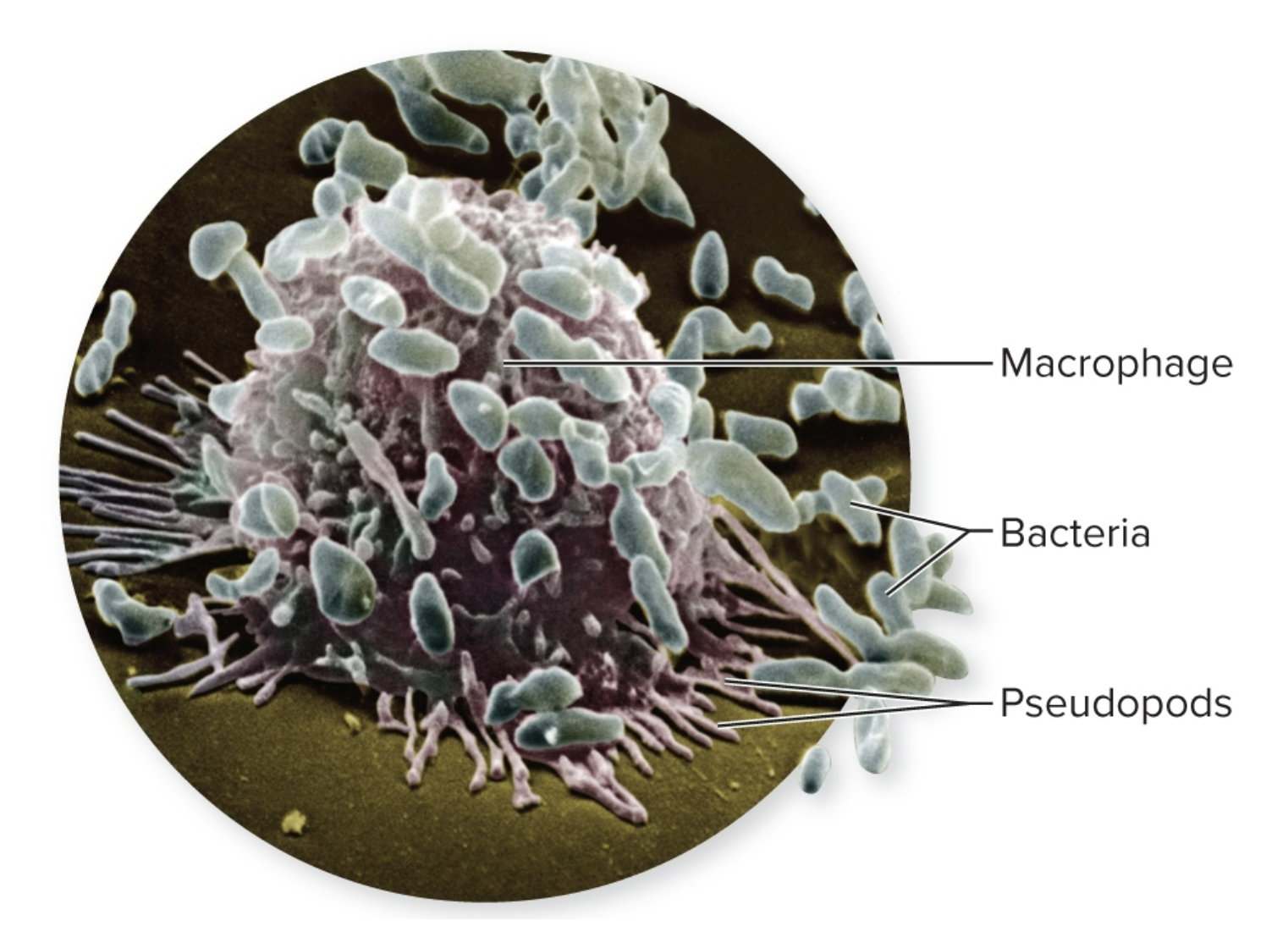 <p>A cellular defense, includes 2 types: microphage/macrophage cells that ingest foreign cells/debris by phagocytosis (internalized and broken down).</p><ul><li><p>attracted by inflammatory cytokines</p></li><li><p>functions when leukocytes/macrophages don’t do their thing</p></li></ul><p></p>