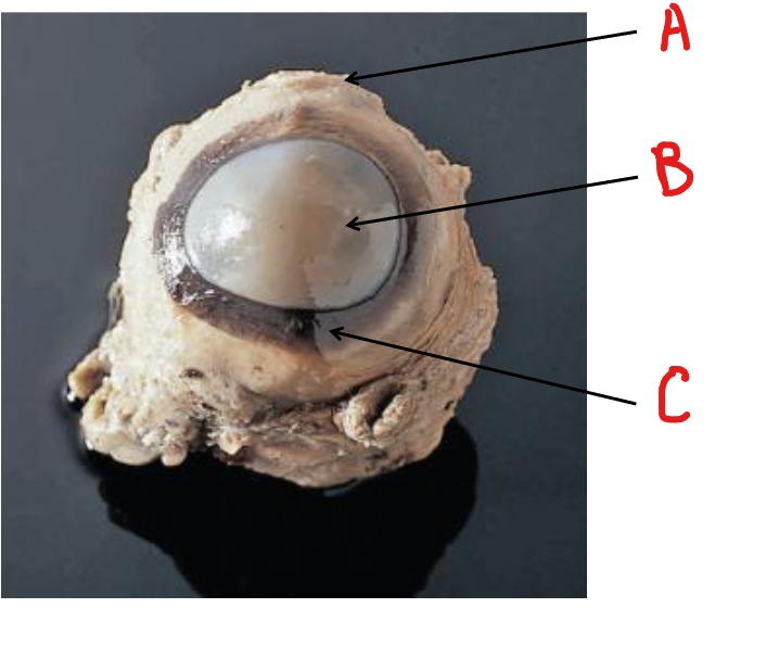 <p>Label A [Cow eye anterior]</p>