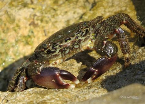 <p>Pachygrapsus marmoratus </p>