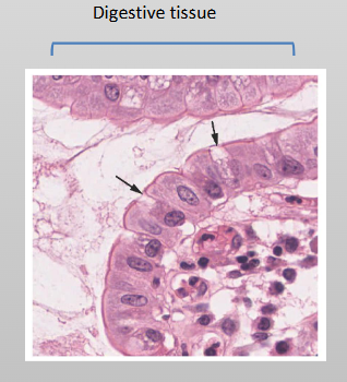 <p>An intermediate level of biological organization consisting of a group of structurally and functionally similar cells working together to perform a specific task</p><ul><li><p>Are made of cells with a common function</p></li></ul><p></p>
