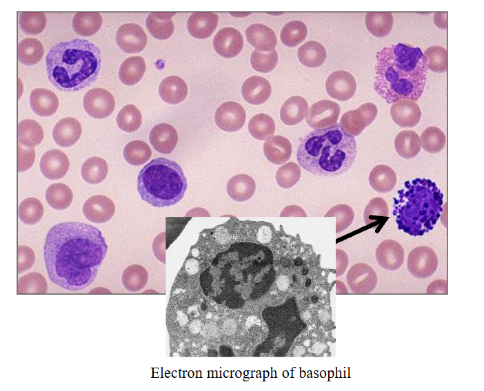 <p>c) Basophils</p>