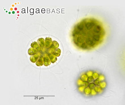 <p>Identify</p>