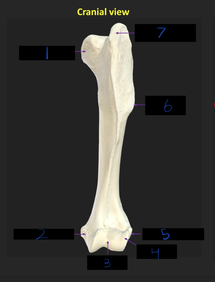 <p>Name these parts of the humerus</p>