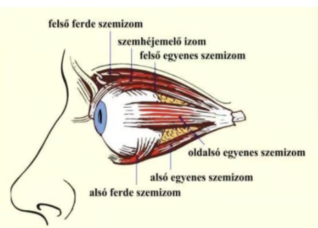 <ul><li><p style="text-align: justify;"><span style="background-color: transparent;">4 db rectus (egyenes)</span></p></li><li><p style="text-align: justify;"><span style="background-color: transparent;">2 db obliquus (ferde)</span></p></li></ul><p></p>