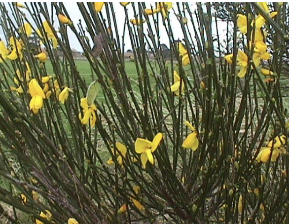 <p><strong>Plant family:</strong> Fabaceae<br><strong>Life cycle:</strong> Perennial shrub<br><strong>Key persistence / spread:</strong> Long‑lived hard seed bank<br><strong>Farming systems:</strong> Hill country, forestry, marginal land</p><p><strong>How to identify</strong></p><p>It is a perennial shrub with green, ridged stems that carry out most of the plant’s photosynthesis. Leaves are present only as small leaflets on young growth and are quickly lost as the plant matures.</p><p>The shrub produces large numbers of bright yellow, pea‑like flowers, usually in spring. These flowers develop into black seed pods that split explosively when mature, throwing seed several metres.</p><p>Seeds are extremely hard‑coated and can survive in the soil for decades, enabling it to re‑establish long after adult plants are removed.</p><p>Unlike gorse, it has few or no spines and smoother stems.</p>