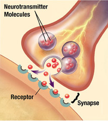 <p>- Electrical signals from presynaptic cell are converted to a chemical signal via chemical synapses โ chemical signal affects postsynaptic cell</p>
