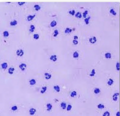 <p>what are these cells?</p>