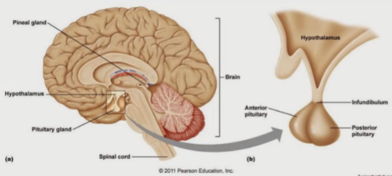 <p>Main source of hormones in the brain come from:</p><ol><li><p>____</p></li></ol><ul><li><p>pea-sized gland at base of skull in midline</p></li><li><p>2 anatomically and functionally discrete divisions: ____ and ____</p></li></ul><ol start="2"><li><p>_____</p></li></ol><ul><li><p>sits above pituitary and under thalamus</p></li><li><p>connects to anterior pituitary via stalk</p></li></ul><p></p>