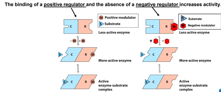 <p><strong><u>Allosteric Regulation of Enzymes</u></strong></p><ul><li><p>In many <strong><em>allosteric enzymes</em></strong>, the<span style="color: blue;"><strong> substrate binding site </strong></span>and the __________ are of<strong> different subunits, the catalytic (C) and the regulatroy (R), respectively. </strong></p></li></ul><p></p>