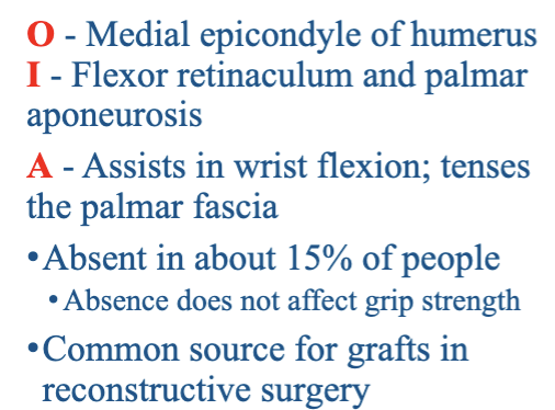 <p>What muscle is being described?</p>