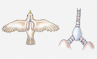 <p>Where exactly is the syrinx located?</p>