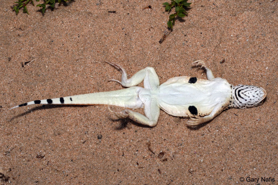 <p>Phrynosomatidae<br>Uma scoparia<br>Mojave fringe-toed lizard</p>