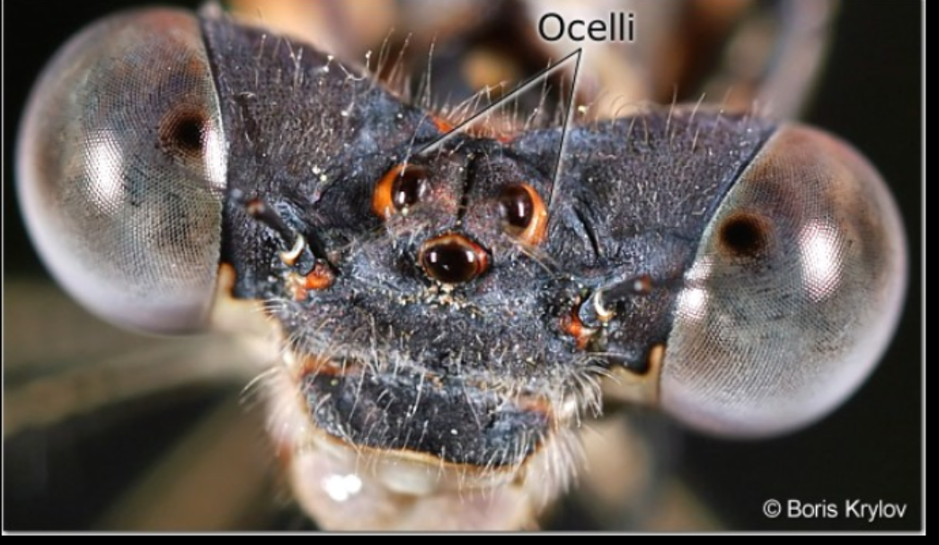 <p>• Brain, ventral nerve cord are well developed</p><p>• Simple eyes (ocelli), compound eyes often present</p>