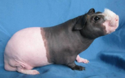 <p>welke type cavia is dit</p>