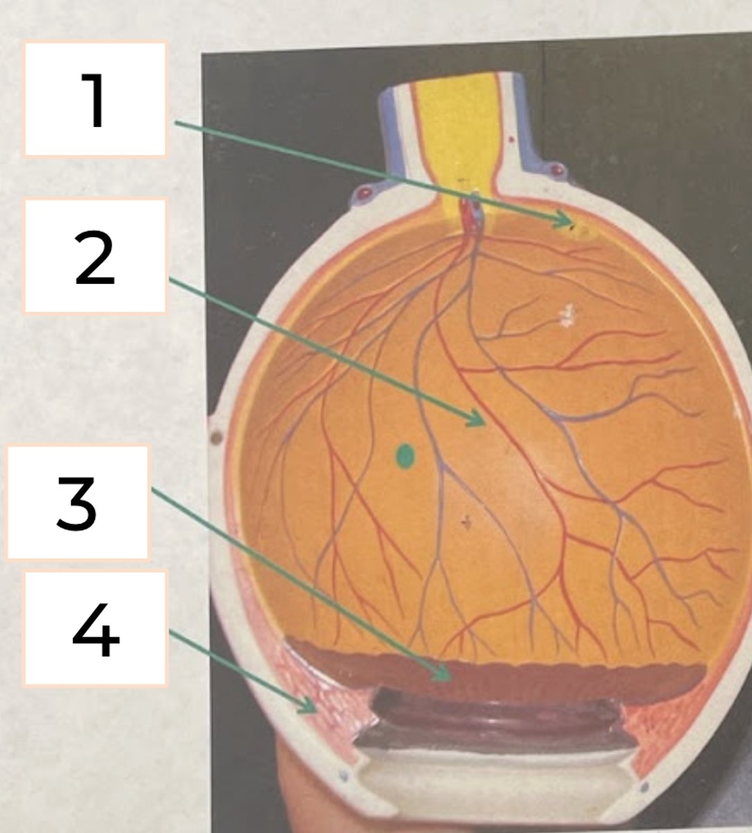 <p>#1</p><p>• center of visual field</p><p>• densest concentration of cones</p><p>• see the sharpest</p>