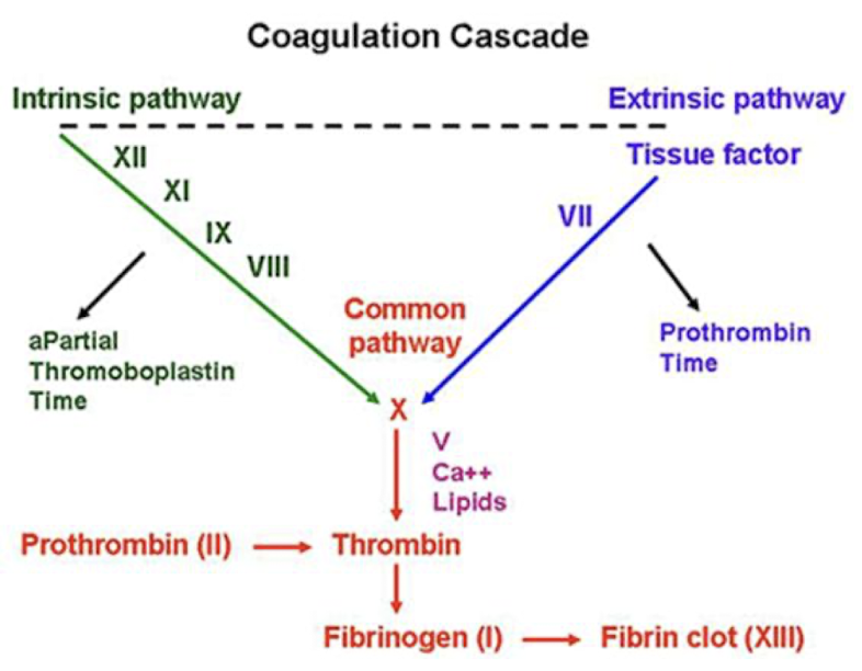 <ul><li><p>3 pathways: <span style="color: yellow;">intrinsic</span>, <span style="color: yellow;">extrinsic</span>, and <span style="color: yellow;">common</span></p></li><li><p>two blood tests used to evaluate these pathways:</p><ul><li><p><u>partial thromboplastin time</u> (<strong>PTT</strong>) </p><ul><li><p>measures how long it takes blood to clot and evaluates the intrinsic and common pathways</p></li><li><p>normal values are 25-35 seconds</p></li></ul></li><li><p><u>prothrombin time</u> (<strong>PT</strong>)</p><ul><li><p>measures clotting in extrinsic pathway and helps determine bleeding or clotting risk during or after surgery</p></li><li><p>normal values are 11-13 seconds</p></li></ul></li></ul></li><li><p>because PT results can vary between laboratories, a standardized measurement called <span style="color: red;">international normalized ratio (INR)</span> was developed</p><ul><li><p><span style="color: red;">0.8-1.1 (unitless)</span></p></li></ul></li></ul><p></p>