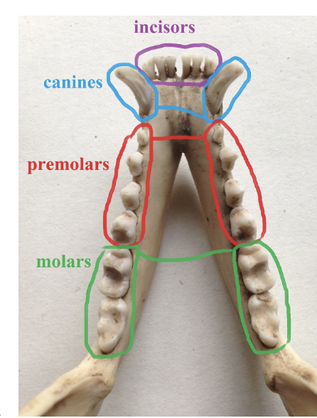 <p>calculate the dental formula for a specimen</p>