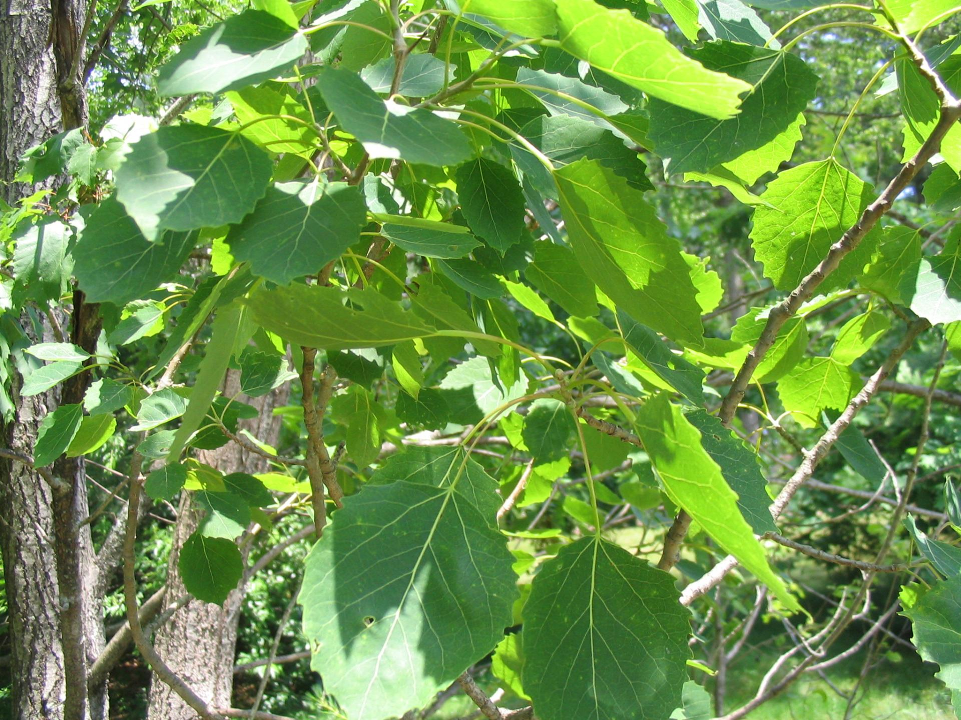 <p>Big-toothed Aspen</p>
