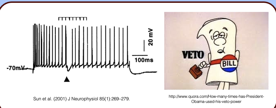 <p><span style="font-family: "Helvetica Light";">&nbsp;- inhibitory synapses are often positioned so that they can override excitatory inputs—remember the synapses on the soma and AIS?</span></p><p><span style="font-family: "Helvetica Light";">&nbsp;- in the above recording, an inhibitory neuron was stimulated (black triangle) while the neuron fired a train of action potentials—note the interruption in the train associated with stimulating the interneuron.</span></p>
