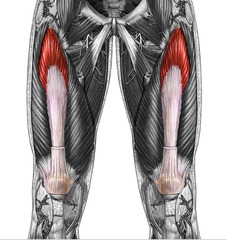 <p>patella via quadriceps femoris tendon</p>