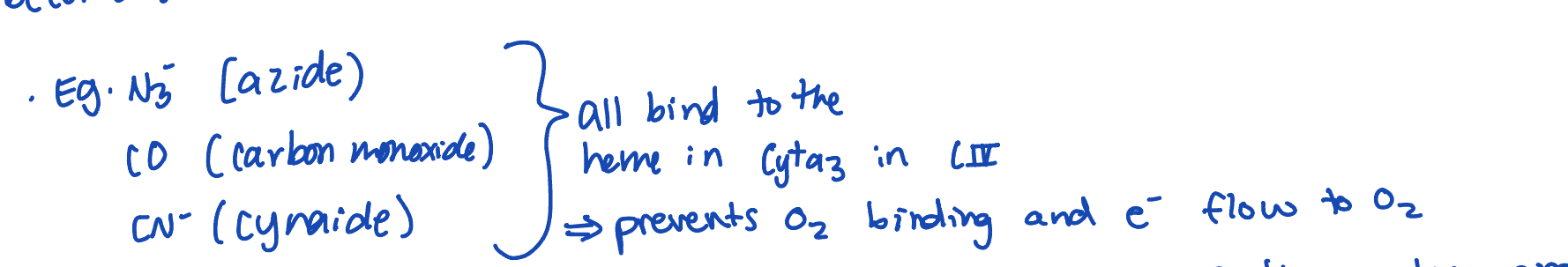 <ul><li><p>somes molecules can bind to various e- varriers in the ETC and block e= transfer</p></li><li><p>e- carriers before the block will become reduced and e- carriers after the block will become oxidsed </p></li><li><p>therefore, it blocks the ETC, prevents generation of the proton gradient of the H+ gradient, ATP synthase slows/stops, no ATP made</p></li></ul><p></p>