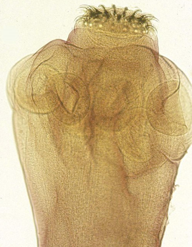 <p>most of the veterinary important tapeworms</p>