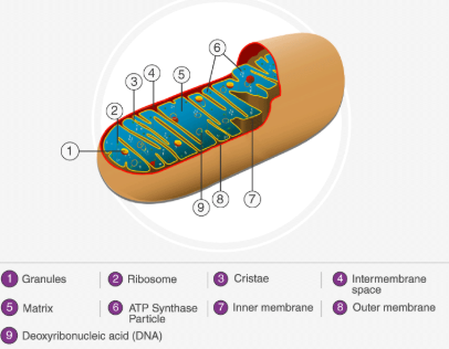 <ol start="3"><li><p><strong>Cristea</strong> </p></li></ol><ol start="5"><li><p><strong>Matrix</strong></p></li></ol><ol start="7"><li><p><strong>Inner membrane </strong></p></li><li><p><strong>Outer membrane</strong></p></li></ol><p></p>