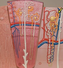 <p>Identify this section of the structure (be specific).</p>