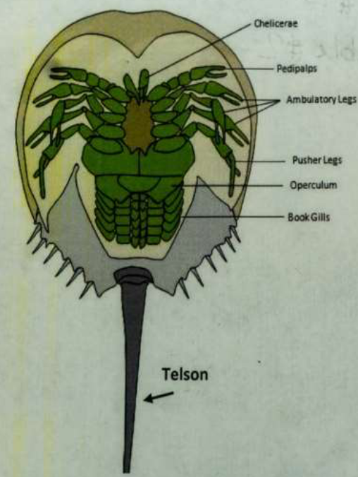 <p>Subphylum Chelicerata: Horseshoe crab</p>
