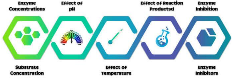 <ol><li><p>Enzyme and Substrate Concentration</p></li><li><p>Environmental Factors (temperature and pH)</p></li><li><p>Cofactors and Coenzymes</p></li><li><p>Enzyme Inhibitors and Activators</p></li></ol><p></p>