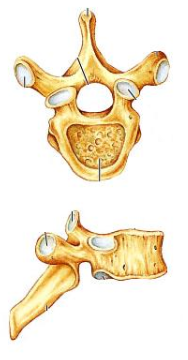 <p><span>Identify the indicated type of vertebra.</span></p>