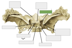 <p>Posterior view: This is the</p>